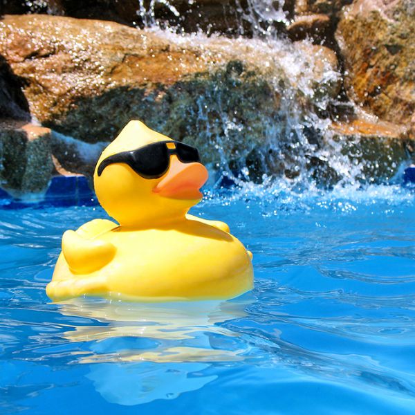Rubber duck in swimming pool